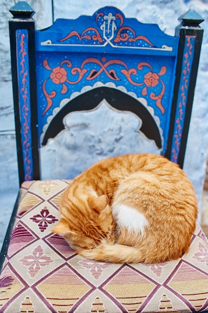 Beautiful stray cats sleep walk in streets Morocco