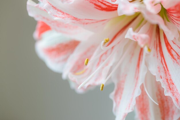 Beautiful striped Barbados lily