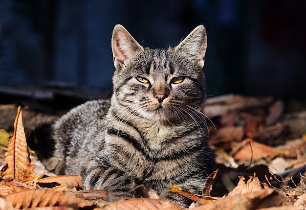 Beautiful striped cat is sitting in fallen yellow leaves, autumn scene.