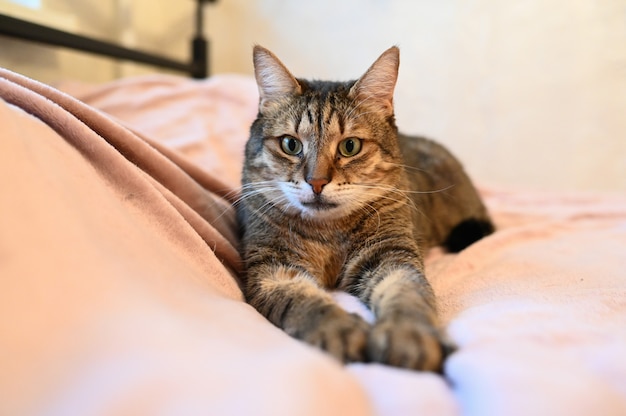 Beautiful stripped cat with green eyes lying on a bed