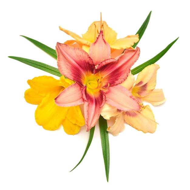 Beautiful stylish daylily hemerocallis flowers with twig isolated on white background Flat lay top view