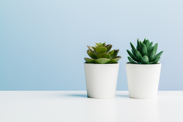 Beautiful succulent on blue .