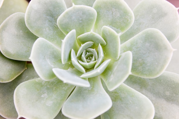 Beautiful succulent plant in greenhouse. Top view.