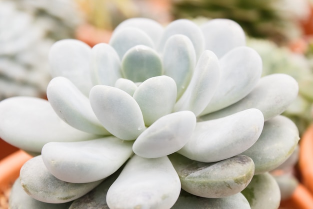 Beautiful succulent plant in greenhouse