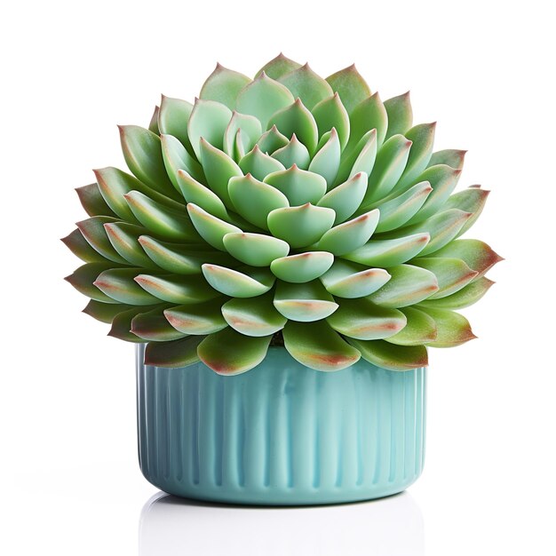 Beautiful succulent plant in pot isolated on white background