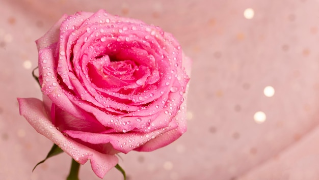 Beautiful summer banner for a website with a pink rose close up on a pastel pink background free