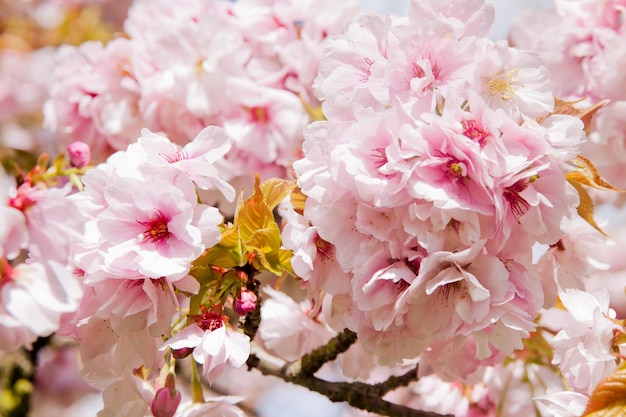 Beautiful summer blossom tree