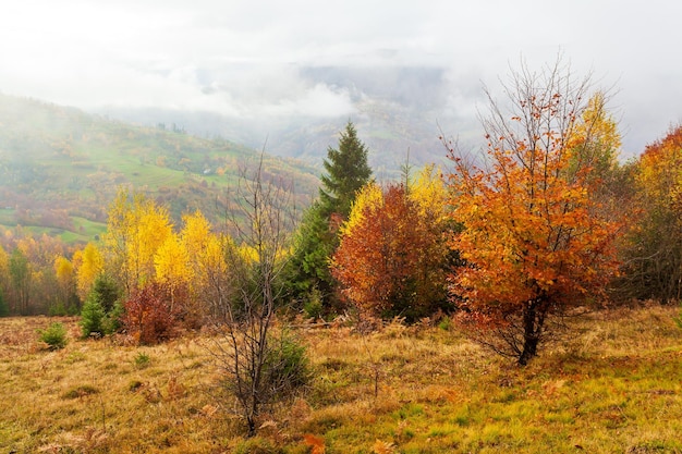 Beautiful summer Carpathians in the early morning shortly before sunrise Beautiful sunrise over a mountain misty valley Trees on a grassland hill in the foreground