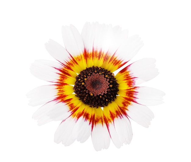 Beautiful summer chrysanthemum Rainbow isolated on white