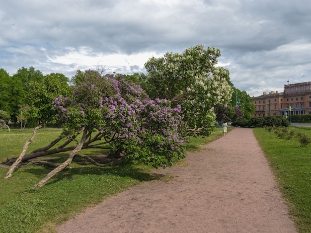 Beautiful summer cityscape with blooming lilacs. St. Petersburg,