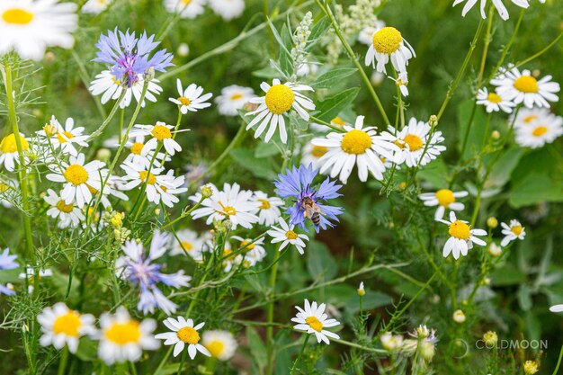 Beautiful summer field of chamomile daisies and wildflowers