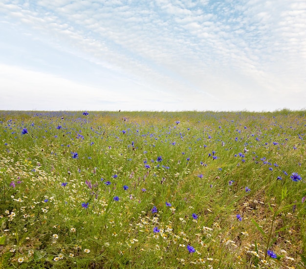 Beautiful summer field