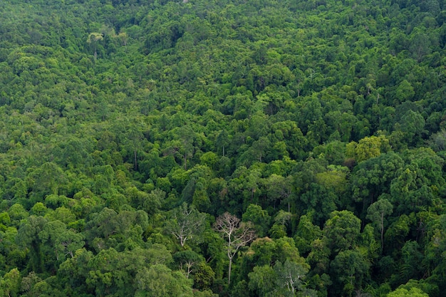 Beautiful summer forest with different trees