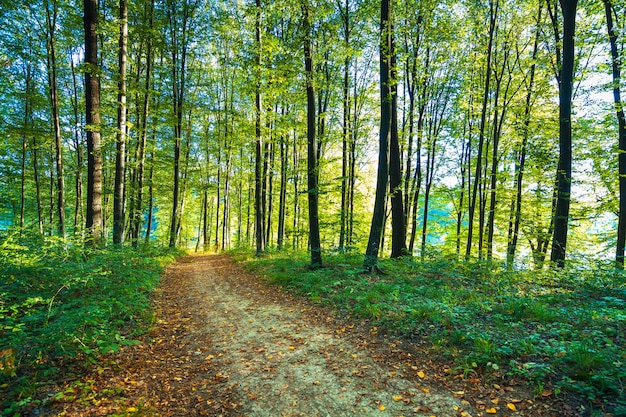 Beautiful summer forest with different trees