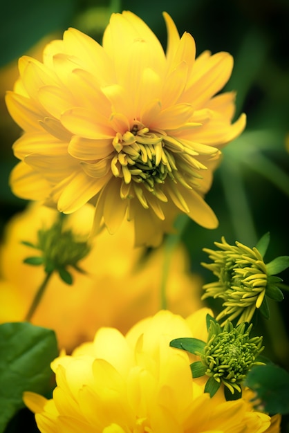 Beautiful summer garden flowers rudbeckia golden balls