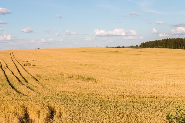 Beautiful summer landscape. A field of ripe wheat.