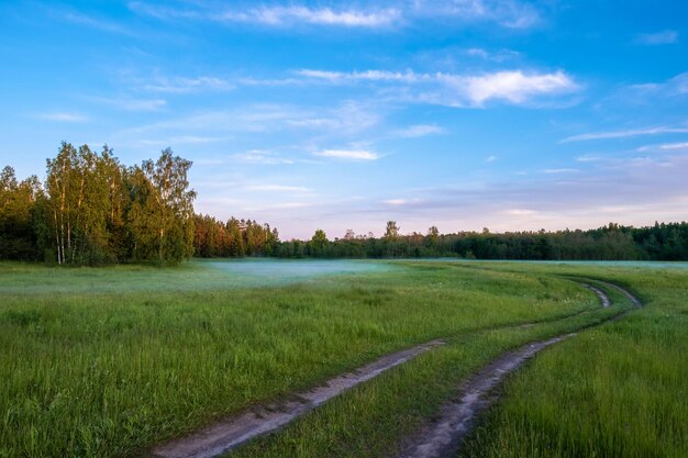 Photo beautiful summer landscape with blue fog in a lowland on the edge of the forest