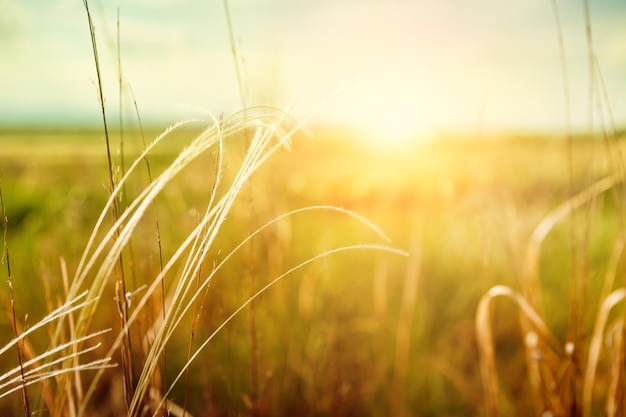 Beautiful summer landscape with grass in the field at sunset. Summer background. Small depth of sharpness