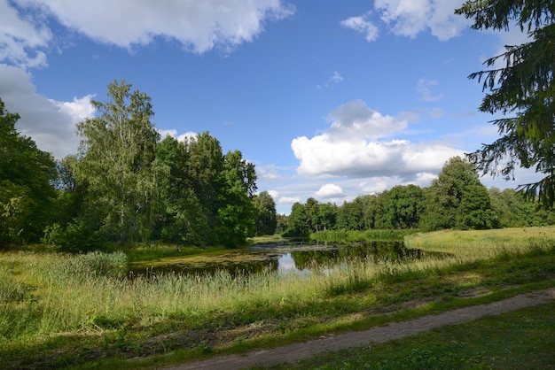 Beautiful summer nature landscape with overgrown grass pond lake river green forest Pavlovsk park