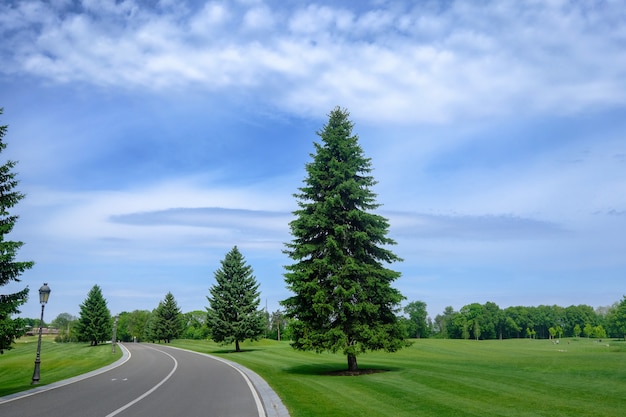 Beautiful summer park with landscape design