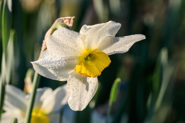 Beautiful summer Poeticus daffodils