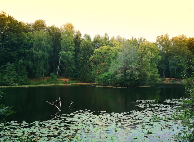 Beautiful summer pond in city park landscape backdrop