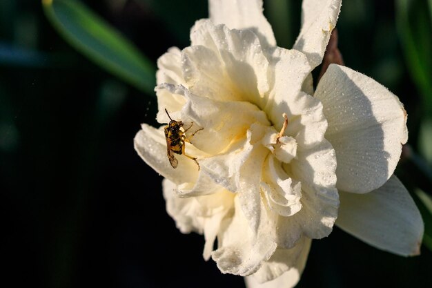 Beautiful summer terry daffodils with bee