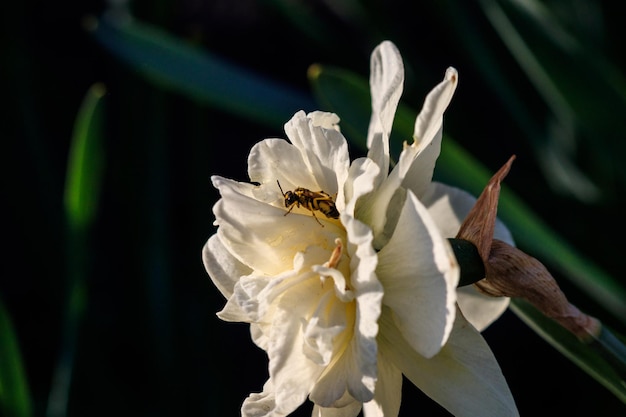 Beautiful summer terry daffodils with bee