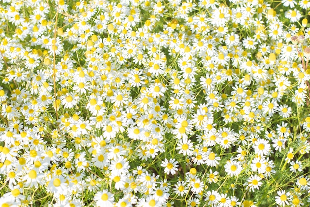 Beautiful Summer wildflowers on a sunny day