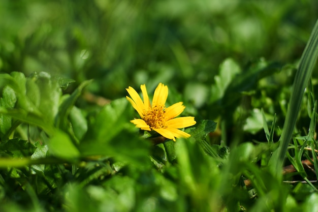 Beautiful summer yellow flower among the grass