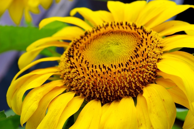 Beautiful sun flowers bloom in the garden Fresh yellow sun flower