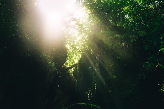 Beautiful sun light rays shining through cave and leaves