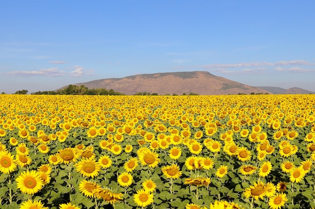 Beautiful sunflower blooming in the fields.