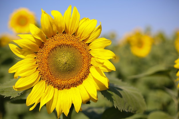 Beautiful sunflower closeup on a blue sky background on a sunny day Front view