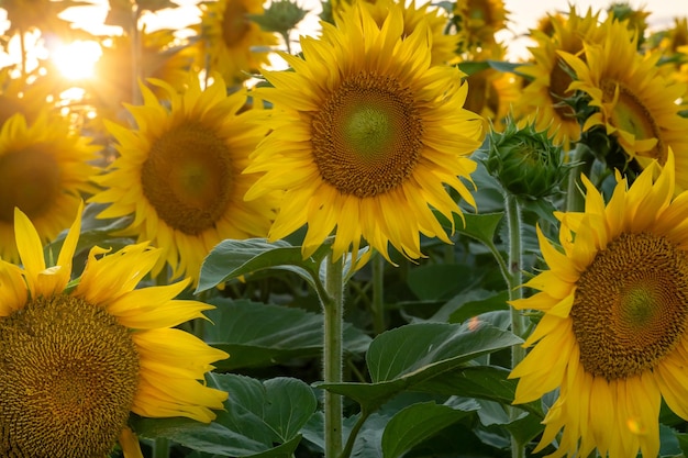 Beautiful sunflower closeup in the light of the setting sun Parts of a blooming sunflower flower Growing flowers on an industrial scale for the production of oil and animal feed