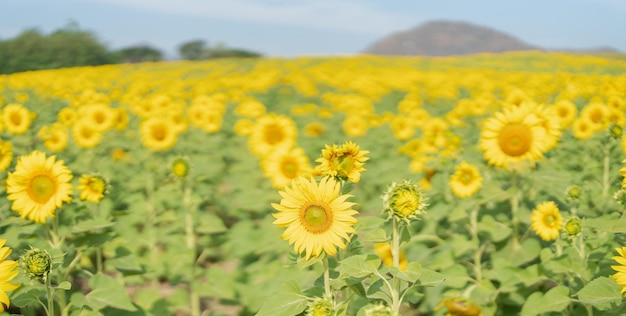 Beautiful sunflower in a field at morning time