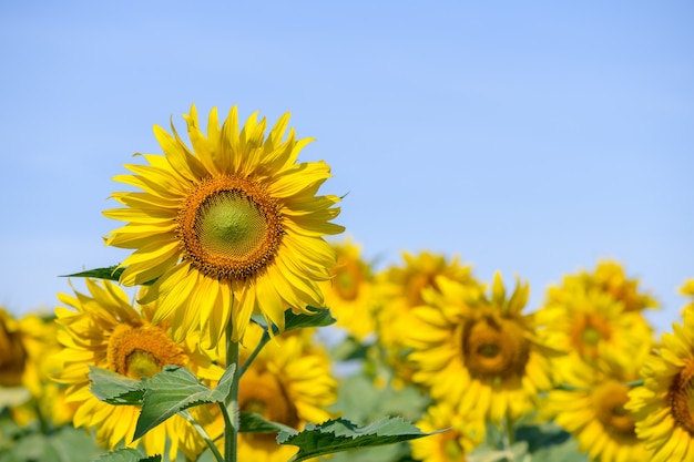 Beautiful sunflower field on summer with blue sky  at Lop buri province,THAILAND