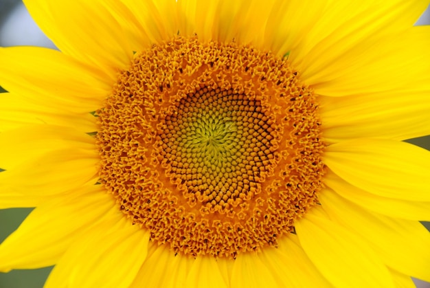 Beautiful sunflower in the field