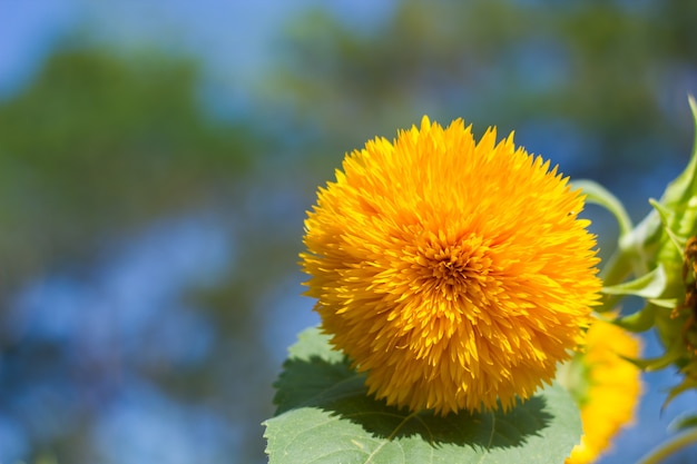 Beautiful sunflower in the field.