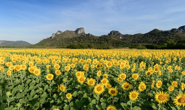 beautiful sunflower fields with mountain background on morning, the Famous Attractions flower on win