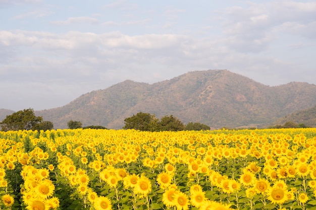 Beautiful sunflower filed