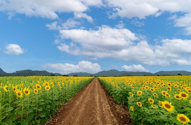 Beautiful sunflower flower blooming in sunflowers field with white cloudy and blue sky