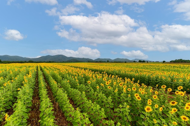 Beautiful sunflower flower blooming in sunflowers field with white cloudy and blue sky