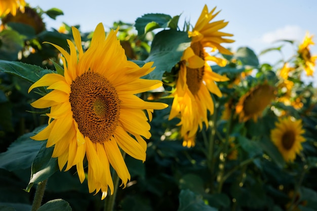 Beautiful sunflower flower closeup focus with petals illuminated by the sun