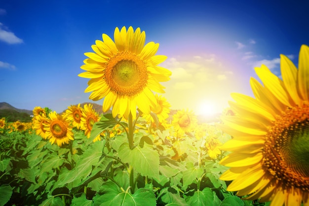 Beautiful sunflower garden, field of blooming sunflowers