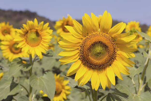 Beautiful sunflower garden, field of blooming sunflowers