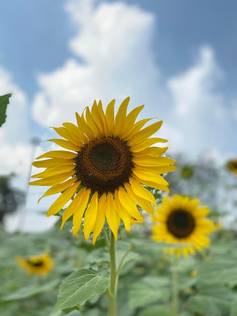 Beautiful sunflower in garden in summer