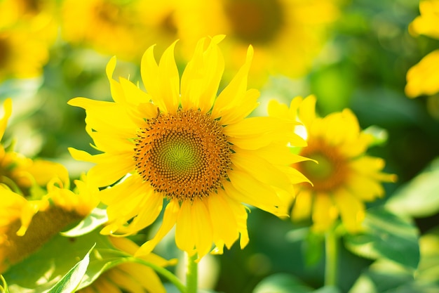 Beautiful sunflower in garden