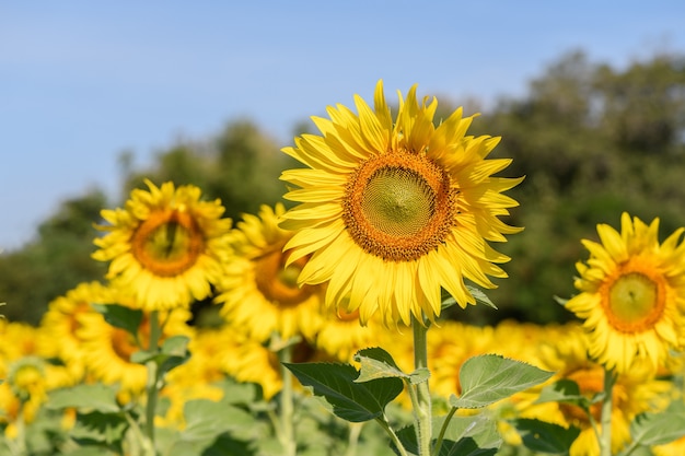 Beautiful sunflower in sunflower field on summer with blue sky at Lop buri province