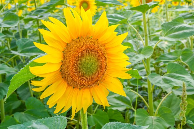 Beautiful sunflower in sunflowers field on summer with blue sky at Europe